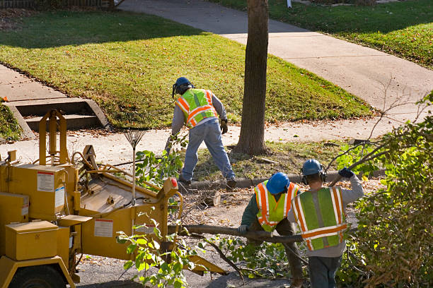 Professional Tree Service in Foxfire, NC